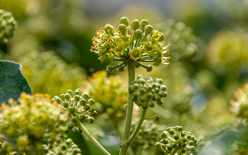 Bunch of green flowers  from Chrome web store to be run with OffiDocs Chromium online