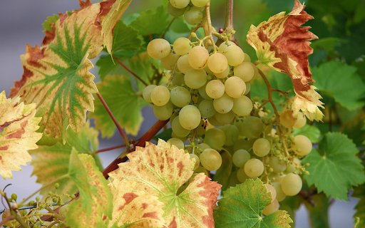 Bunch of green grapes  from Chrome web store to be run with OffiDocs Chromium online