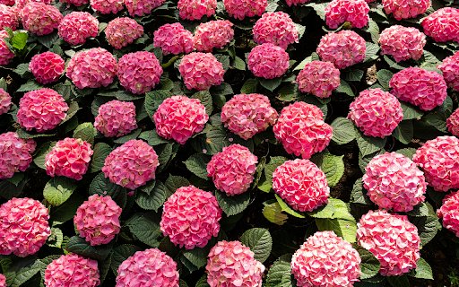 Bunch of pink hydrangea flowers from Chrome web store to be run with OffiDocs Chromium online Bunch of pink hydrangea flowers from Chrome web store to be run with OffiDocs Chromium online