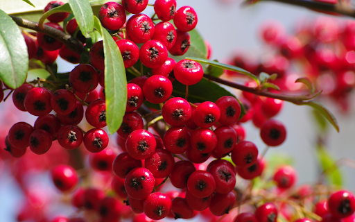 Bunch of red fruits  from Chrome web store to be run with OffiDocs Chromium online