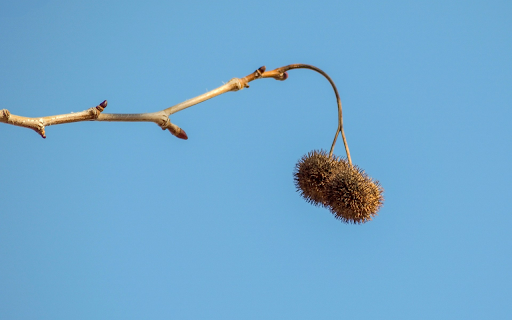 Bunch of two thorns  from Chrome web store to be run with OffiDocs Chromium online