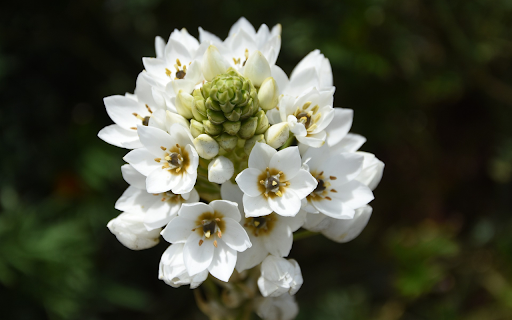 Bunch of white flowers  from Chrome web store to be run with OffiDocs Chromium online