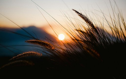 Bush flowers  from Chrome web store to be run with OffiDocs Chromium online