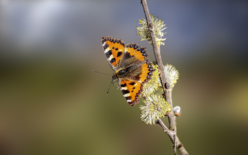 Butterflies get pollen  from Chrome web store to be run with OffiDocs Chromium online