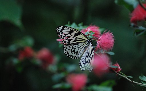 Butterflies perch on flowers  from Chrome web store to be run with OffiDocs Chromium online