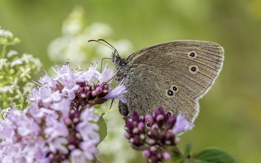 Butterflies suck nectar from flowers  from Chrome web store to be run with OffiDocs Chromium online