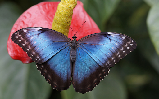Butterfly and flower  from Chrome web store to be run with OffiDocs Chromium online