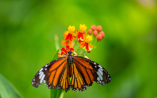 Butterfly and Orange Flowers  from Chrome web store to be run with OffiDocs Chromium online