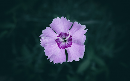 Butterfly flowers  from Chrome web store to be run with OffiDocs Chromium online