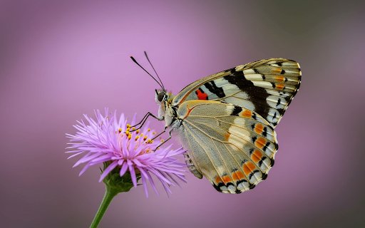 Butterfly on a purple flower  from Chrome web store to be run with OffiDocs Chromium online
