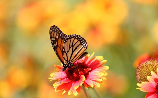 Butterfly on Red Chrysanthemum  from Chrome web store to be run with OffiDocs Chromium online