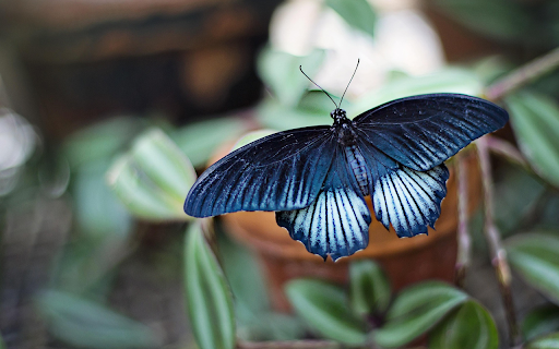 Butterfly spreads its wings  from Chrome web store to be run with OffiDocs Chromium online