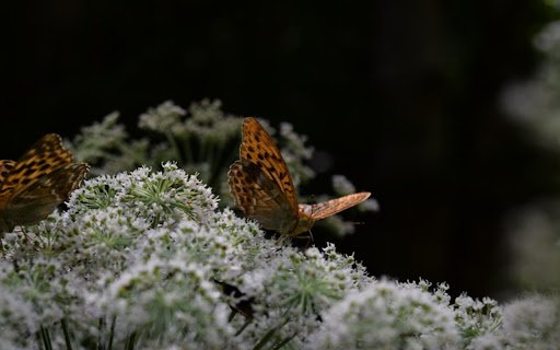 BUTTERFLY THEME  from Chrome web store to be run with OffiDocs Chromium online