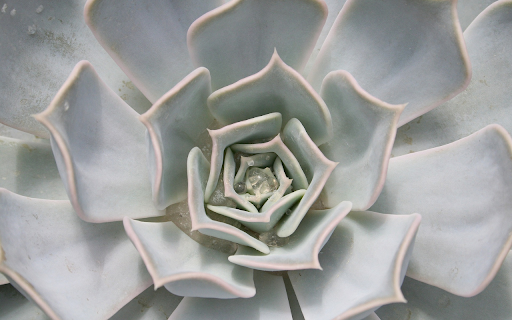 Cactus  from Chrome web store to be run with OffiDocs Chromium online