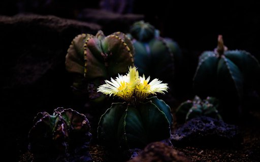 Cactus blooms  from Chrome web store to be run with OffiDocs Chromium online