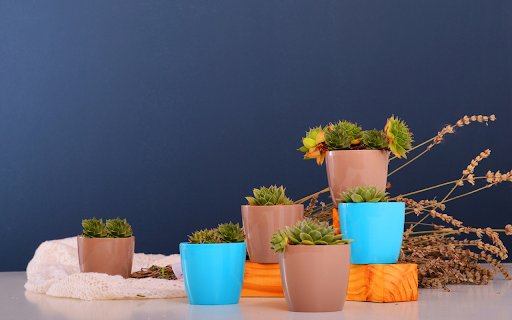 Cactus flower pots  from Chrome web store to be run with OffiDocs Chromium online