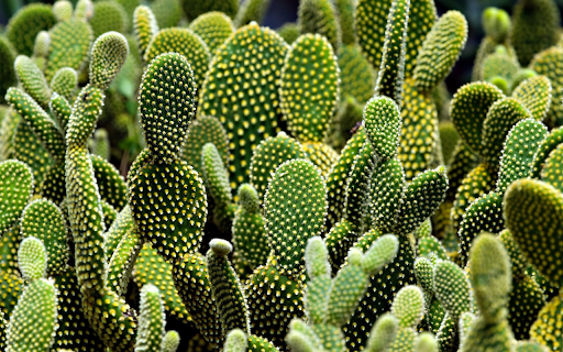 Cactus garden  from Chrome web store to be run with OffiDocs Chromium online