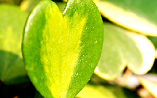 Cactus leaves from Chrome web store to be run with OffiDocs Chromium online Cactus leaves from Chrome web store to be run with OffiDocs Chromium online