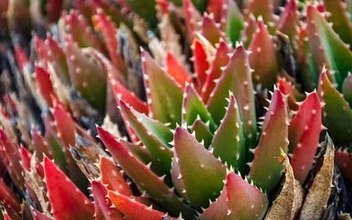 CACTUSTheme  from Chrome web store to be run with OffiDocs Chromium online