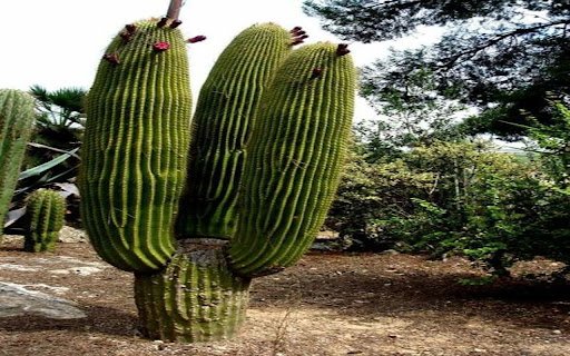 cactus wallpaper from Chrome web store to be run with OffiDocs Chromium online cactus wallpaper from Chrome web store to be run with OffiDocs Chromium online