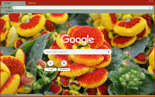 Calceolaria  from Chrome web store to be run with OffiDocs Chromium online