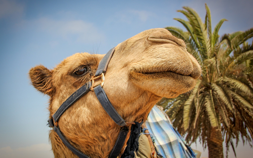 Camel and long nose  from Chrome web store to be run with OffiDocs Chromium online