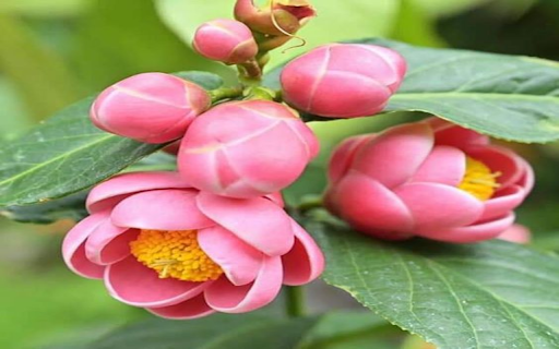 Camellia flower wallpaper  from Chrome web store to be run with OffiDocs Chromium online