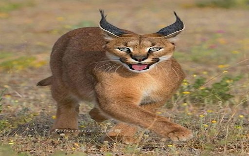 Caracal cat wallpapers  from Chrome web store to be run with OffiDocs Chromium online