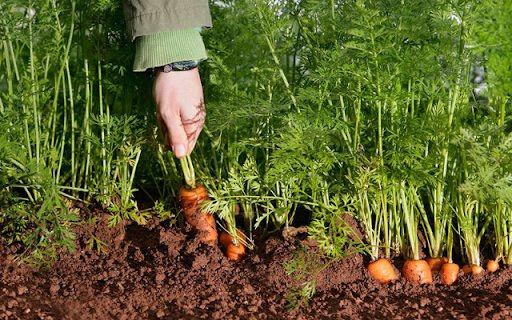 Carrot  from Chrome web store to be run with OffiDocs Chromium online