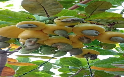 cashew tree wallpaper  from Chrome web store to be run with OffiDocs Chromium online