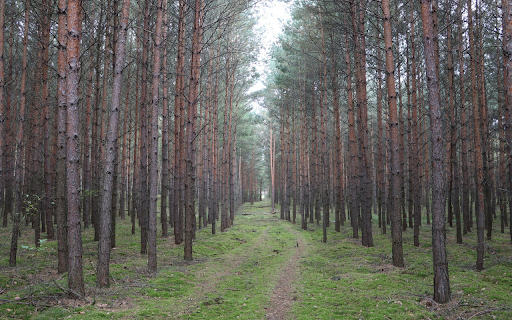 Casuarina forest  from Chrome web store to be run with OffiDocs Chromium online