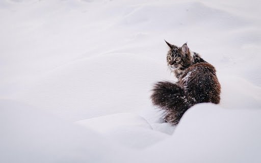 CAT 2 Theme  from Chrome web store to be run with OffiDocs Chromium online