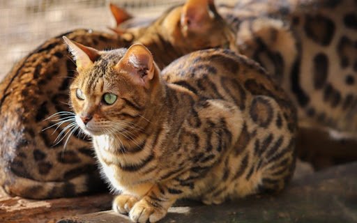 CAT 5 Theme  from Chrome web store to be run with OffiDocs Chromium online