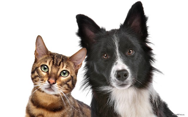 Cat and Dog  from Chrome web store to be run with OffiDocs Chromium online