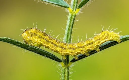 CATERPILLAR Theme  from Chrome web store to be run with OffiDocs Chromium online