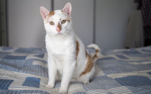Cat on the cushion  from Chrome web store to be run with OffiDocs Chromium online
