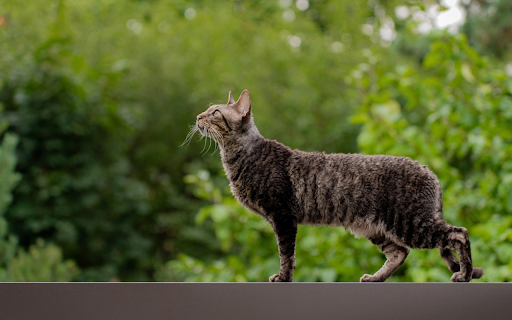 Cat on the Ledge  from Chrome web store to be run with OffiDocs Chromium online