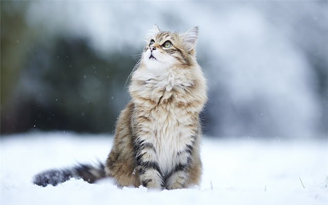 cat Ragdoll Themes  New Tab  from Chrome web store to be run with OffiDocs Chromium online