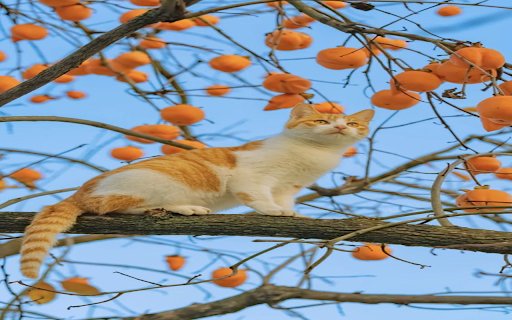 Chrome 网上应用店的“猫划柿子树”壁纸将与 OffiDocs Chromium 在线运行