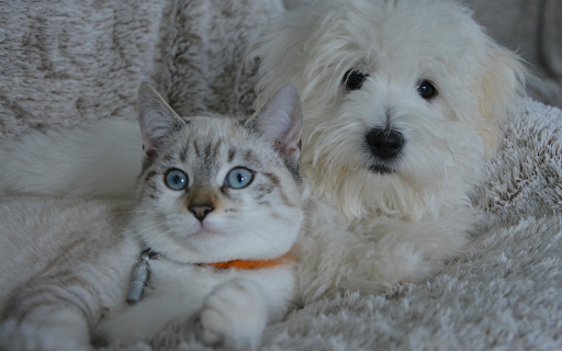 Cats and dogs love each other  from Chrome web store to be run with OffiDocs Chromium online
