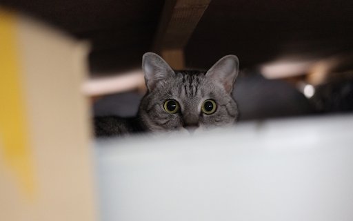 Cats eyes  from Chrome web store to be run with OffiDocs Chromium online
