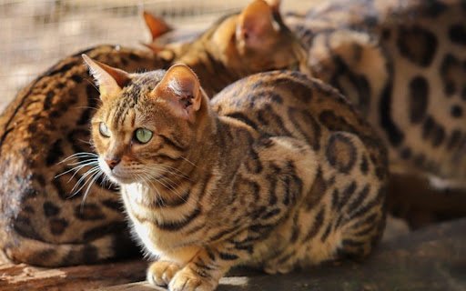 CATS Theme  from Chrome web store to be run with OffiDocs Chromium online