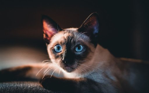 Cat Theme  from Chrome web store to be run with OffiDocs Chromium online