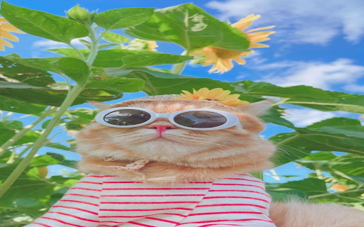 Cat wearing glasses wallpaper  from Chrome web store to be run with OffiDocs Chromium online