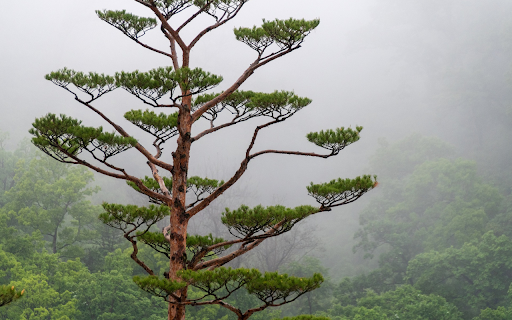 Cedrus tree  from Chrome web store to be run with OffiDocs Chromium online