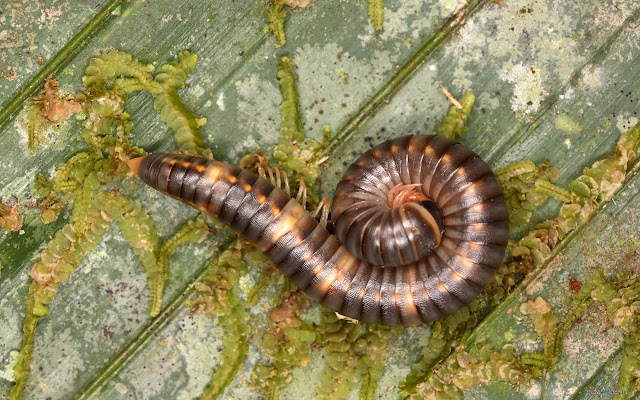 Chrome ウェブストアの Centipede を OffiDocs Chromium online で実行