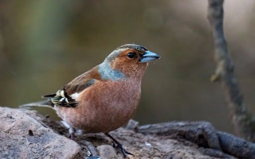 CHAFFINCH Theme  from Chrome web store to be run with OffiDocs Chromium online