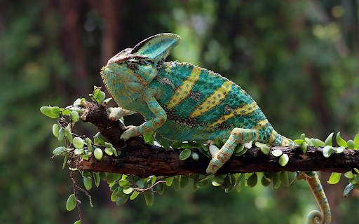 chameleon veiled ready catch prey  from Chrome web store to be run with OffiDocs Chromium online