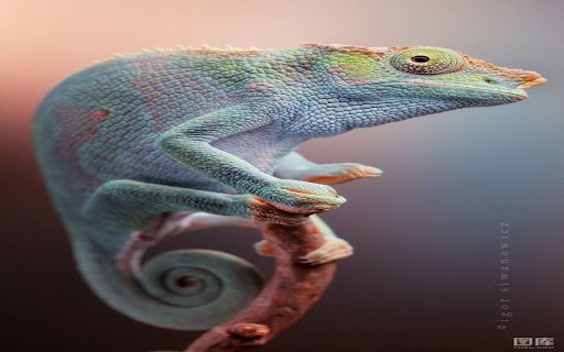 chameleon wallpaper  from Chrome web store to be run with OffiDocs Chromium online