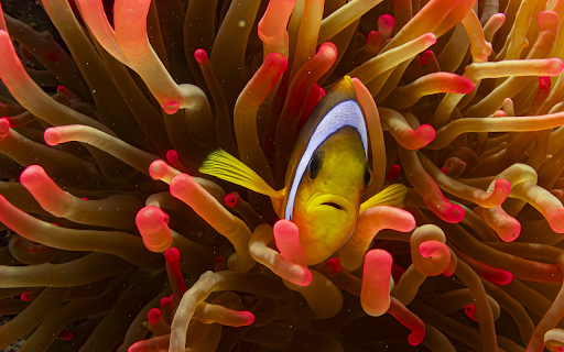 Charming clownfish  from Chrome web store to be run with OffiDocs Chromium online